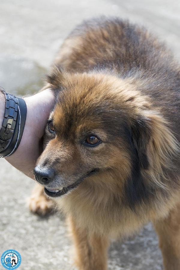 Bush: un simpatico orsetto di 10 kg Foto 3